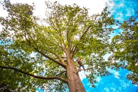 Leaf Removal in Lake Worth, TX