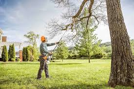 Best Tree Cabling and Bracing  in Lake Worth, TX