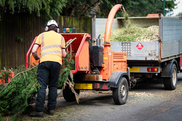 Best Tree Health Inspection  in Lake Worth, TX