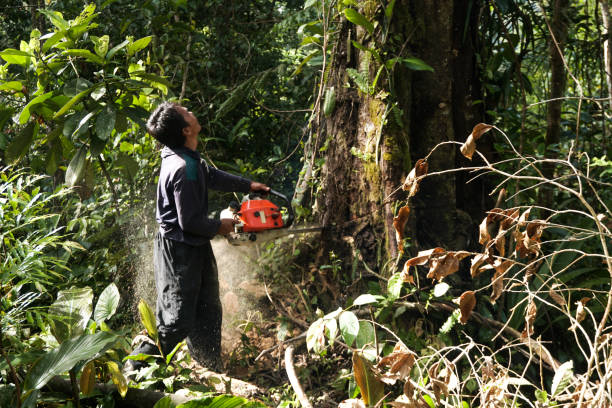 Best Emergency Tree Removal  in Lake Worth, TX