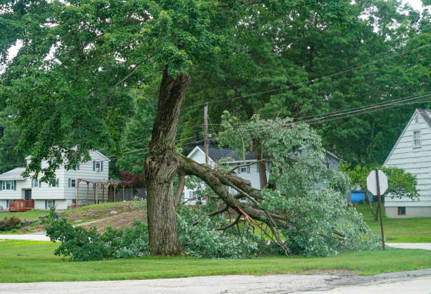 Lake Worth, TX Tree Services Company