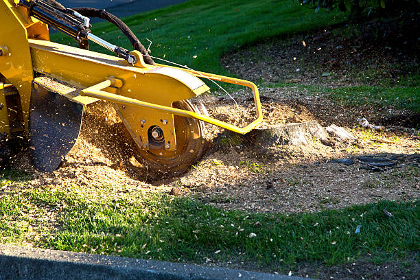 How Our Tree Care Process Works  in  Lake Worth, TX